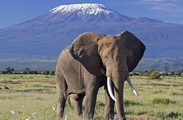 3-Daagse Luxe Avontuurlijke Safari in Amboseli National Park, Kenia