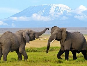 4 Day Private Safari in Tsavo West, Amboseli, and Tsavo East National Parks in Kenya