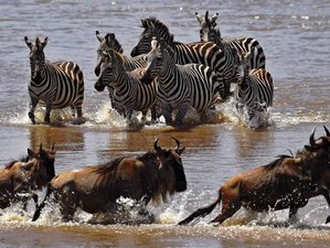 6 Day Private Tour in Ngorongoro Crater, Serengeti, and Great Migration Safari in Tanzania