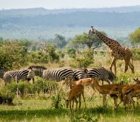 5 jours en safari de groupe et de camping en Tanzanie avec les incontournables - Photo 4