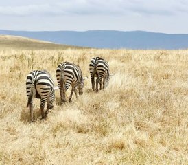 4 días de safari de acampada en Tanzania - Photo 2