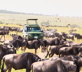 3-Daagse Budget Jeep Safari in het Hart van de Maasai Mara, Kenia - Photo 2