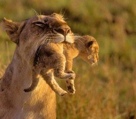 5 jours en stage safari au lac Manyara, au Serengeti et dans le cratère du Ngorongoro en Tanzanie - Photo 5