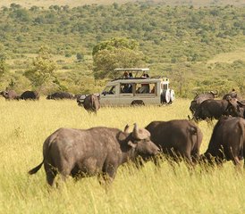 6 Days Wildebeest Migration Safari - Masai Mara National Reserve - Photo 4