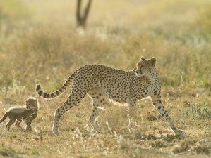 5 Day Ultimate Tanzania Safari: Explore Serengeti, Ngorongoro, and Tarangire National Parks