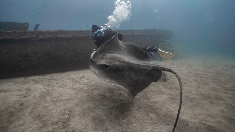 6 Day Open Water Diving Camp with PADI Certification in Best Diving Town in Tenerife, Spain