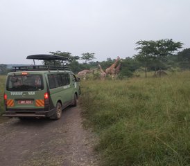 8 días de safari de los Cinco Grandes, gorilas y chimpancés en Uganda - Photo 2
