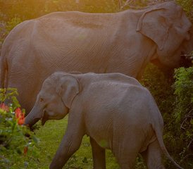 3 Tage Camping Safari im Yala Nationalpark in der Provinz Uva, Sri Lanka - Photo 2