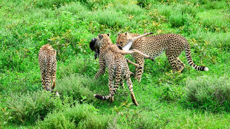 11 jours safari tout compris d’exception dans les parcs de Tanzanie, Tanzanie