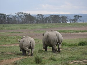 5 Day Masai Mara, Lake Nakuru, and Lake Naivasha Budget Safari in Kenya 