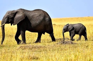 6 días de safari en familia por Masái Mara, el lago Naivasha, la puerta del Infierno y Amboseli en Kenia