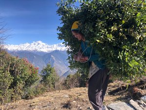 4 Days / 3 Nights Chopta-Tungnath Trek in Uttarakhand, India