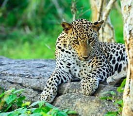 13-Daagse Wildlife-ervaring met Fietsen in Yala National Park, Sri Lanka - Photo 1
