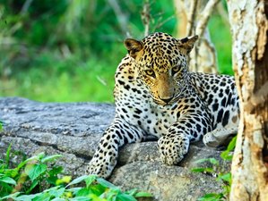 3 Day Wildlife Experience with Cycling in Yala National Park, Sri Lanka