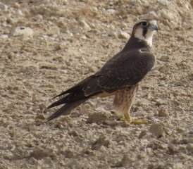 8 jours safari dans le Kalahari avec conduite autonome guidée de catégorie intermédiaire, Afrique du Sud - Photo 5