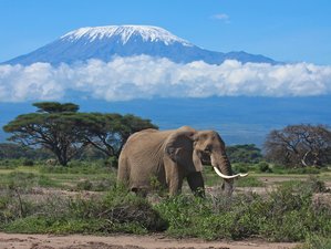 7 Day Masai Mara, Amboseli, Lake Naivasha and Nakuru Safari Road Trip in Kenya