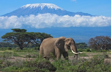 7 Tage Masai Mara, Amboseli, Lake Naivasha und Nakuru Safari Road Trip in Kenia