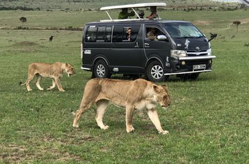 6-Daagse Safari in Kenya, Masai Mara Game Reserve, Lake Nakuru National Park en Amboseli National Park
