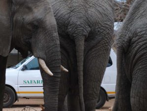 4 Day Kruger Safari in A Midrange Tented Camp in South Africa