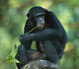 3 Tage Uganda Safari mit Gorillatrekking im Bwindi Impenetrable Nationalpark - Photo 4