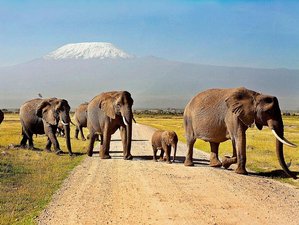 2 Day Best Of Amboseli Elephant Safari in Kenya