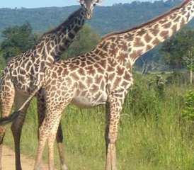 3 Tage Tansanische Safari im Nationalpark Mikumi und im Nationalpark Udzungwa Mountain - Photo 5