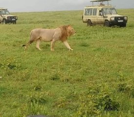 7 Tage Mittelklasse Tansania-Safari in Tarangire, Serengeti und Ngorongoro-Krater - Photo 4