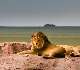 5 Day Masai Mara, Lake Nakuru, Naivasha, and Hell's Gate Budget-Friendly Safari in Kenya - Photo 3