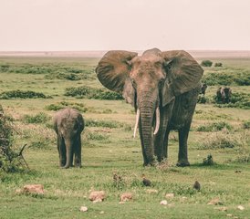 3 Tage Private Safari in Tansania: Erkunden Sie Tarangire, den Manyara-See und den Ngorongoro-Krater - Photo 3