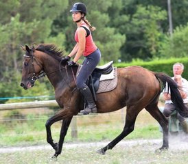 8 Day Adapted Horse Jumping Training (hunter style) with Outdoor Rides in Mimizan, Landes, France - Photo 5