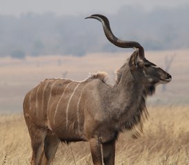 11 Tage Sambia Lodge- und Camping-Safari im Kafue-Nationalpark von Süd nach Nord - Photo 4