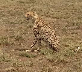 5-Daagse Tanzania Groepssafari met Masai Boma Bezoek - Photo 4