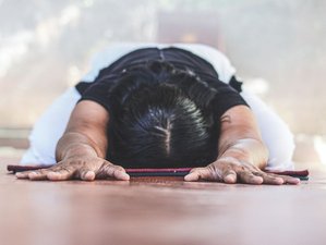12 Day 100-Hour Yin Yoga Teacher Training in Dharamshala