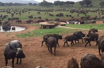 4 jours en stage de safari à Tsavo East, Taita Hills et Amboseli, Kenya
