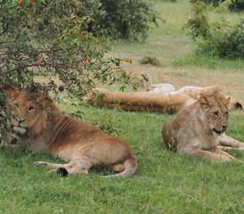 3 jours safari en Tanzanie au parc national du Serengeti, Tanzanie - Photo 4