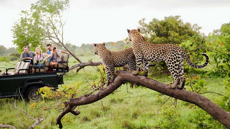 3 day south africa safari