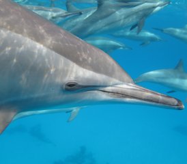 8 jours en stage de yoga luxe en yacht, méditation, snorkeling et observation des dauphins à Hurghada, Égypte - Photo 2