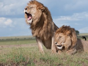 6 Day Maasai Mara, Lake Nakuru and Amboseli Safari – Big Five, Flamingos, and Kilimanjaro in Kenya