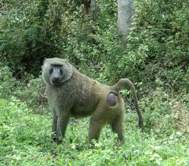 2 Day Chimpanzee Tracking Holiday in Uganda - Photo 4