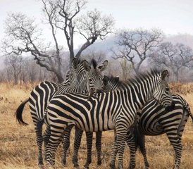2 Tage Mikumi Nationalpark Safari mit malerischer Zugfahrt in Mikumi National Park, Tansania - Photo 2
