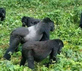 2 días de safari de trekking con gorilas en Uganda en el Parque Nacional Impenetrable de Bwindi - Photo 3