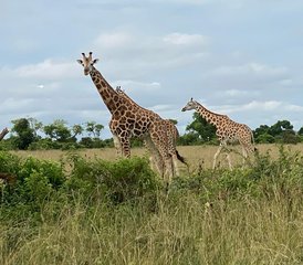 7 Tage Atemberaubende Big-Five-, Schimpansen- und Gorilla-Trekking-Safari in Uganda - Photo 4
