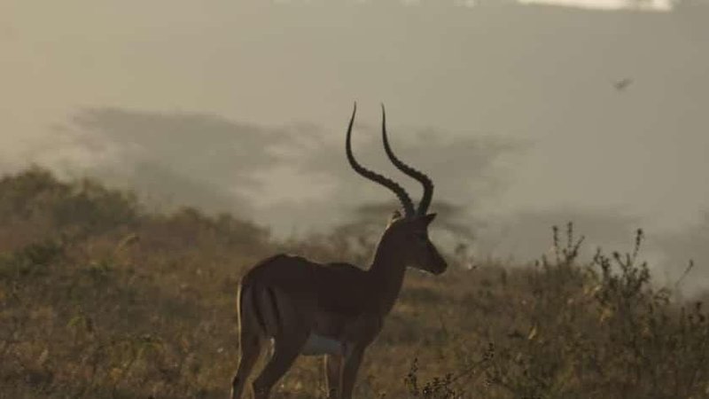 3 Day Masai Mara Safari: Experience Africa's Wild Beauty in Kenya