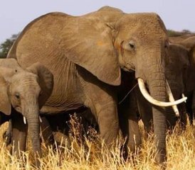 12 Tage Tansania Safari, Kulturelle Tour und Sansibar Strandurlaub - Photo 5