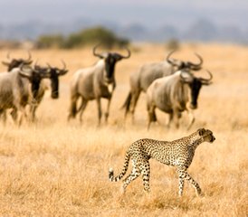 6 Days Tarangire, Serengeti, Ngorongoro Crater and Lake Manyara Safari in Tanzania - Photo 3