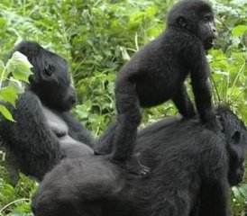 8 días de safari de trekking para ver chimpancés, gorilas y monos dorados en Uganda - Photo 4