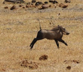 14 jours safari en Zambie dans les parcs nationaux de Kafue et du Bas-Zambèze, Zambie - Photo 5