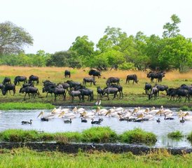 6 TageCamping-Safari im Kafue Nationalpark, Sambia - Photo 4