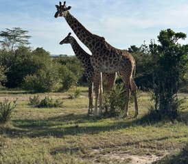 5 Day Lake Nakuru, Lake Naivasha, and Masai Mara Safari in Kenya with the Big Five and Birdwatching - Photo 2