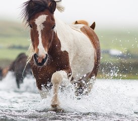 8 Day Kjölur Horse Riding Tour across The Heart of Iceland - Photo 4